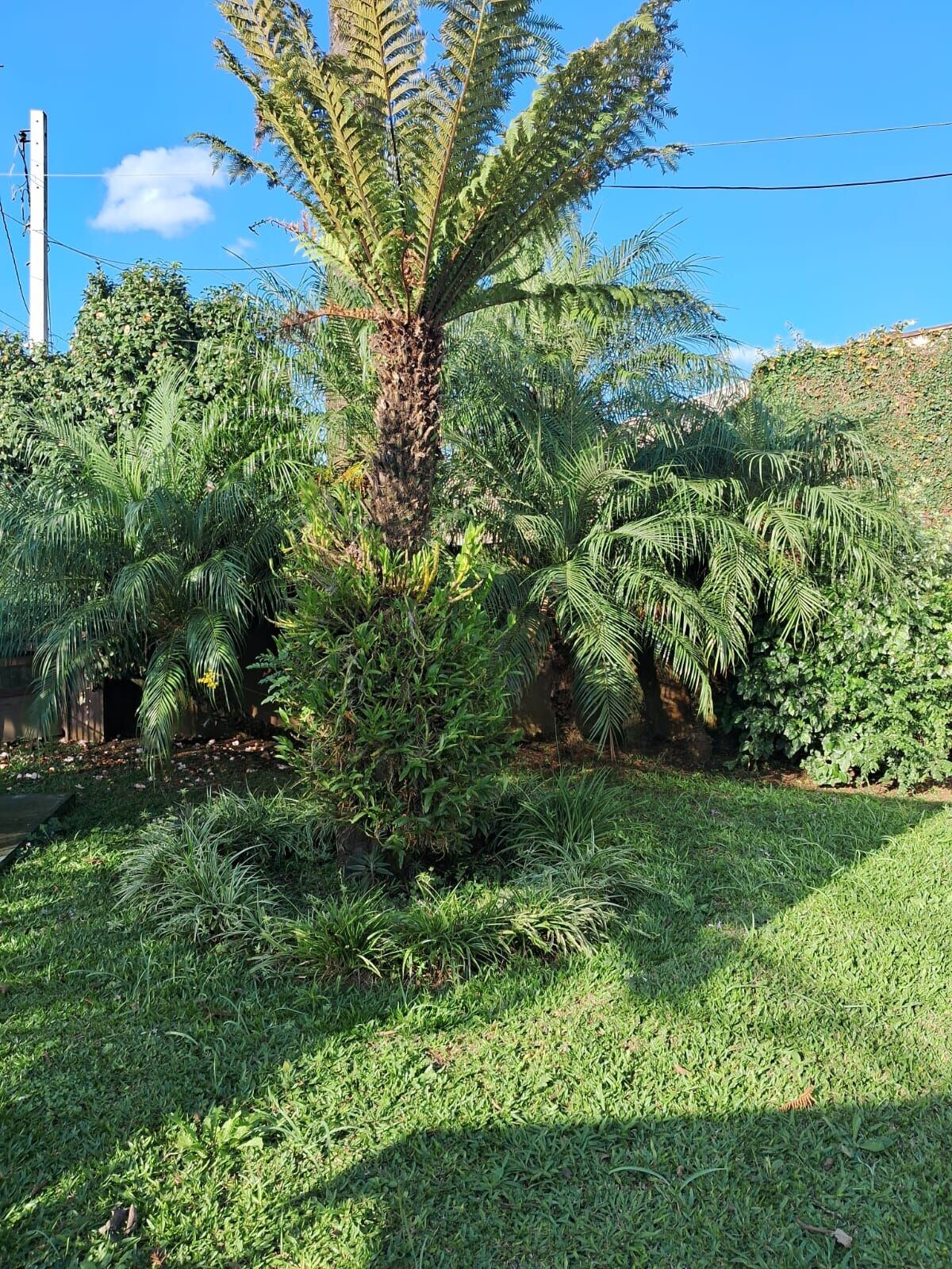 Jardim