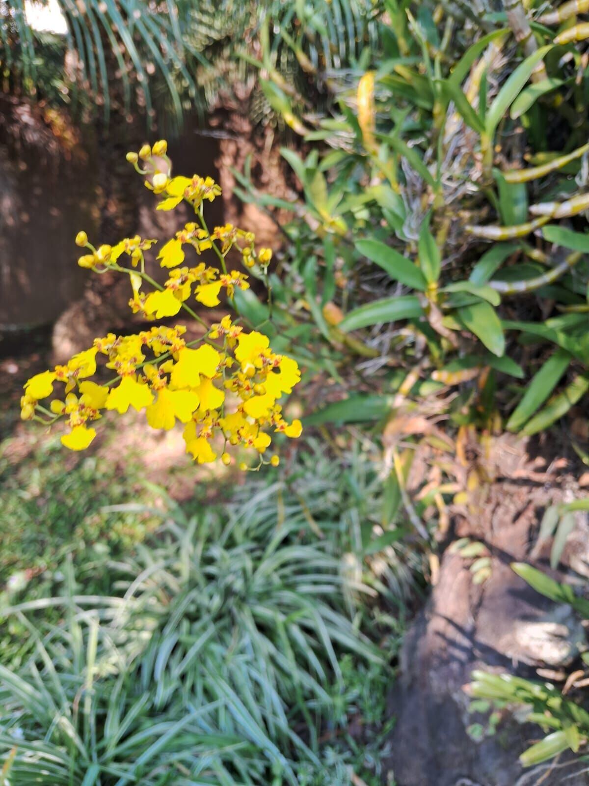 Flores do jardim